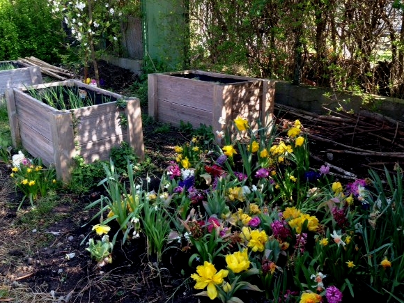 Fr&uuml;hlingsausbruch im Schulgarten